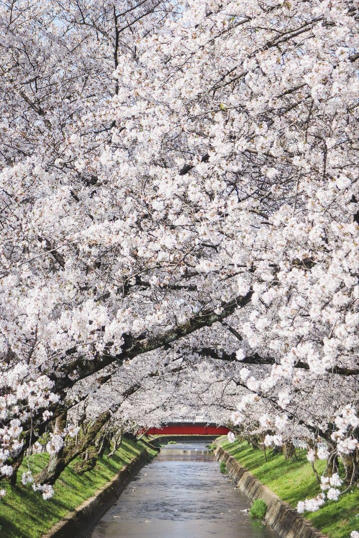 レンズ5本付きCanon EOS 9000D