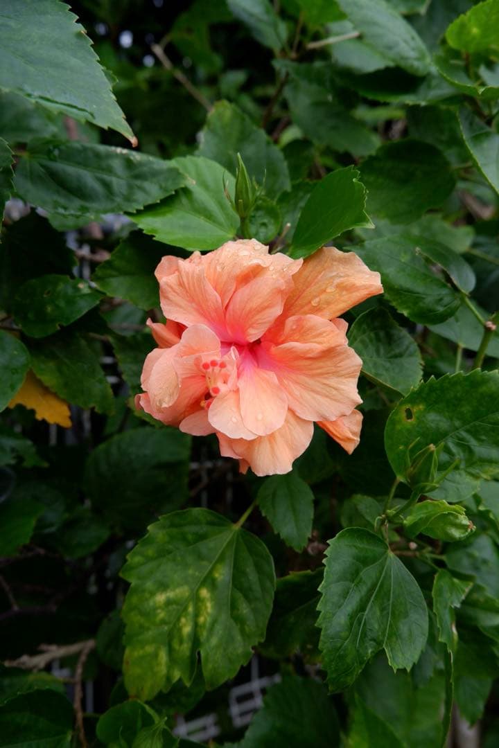 (即購入可) FUJIFILM X-T100 ミラーレスカメラ