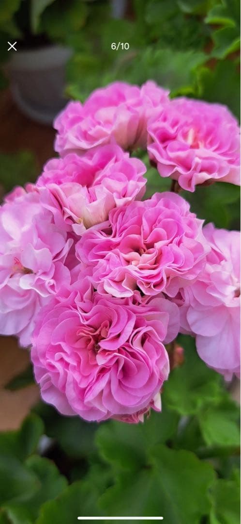 超レア新品珍しいゼラニウム苗