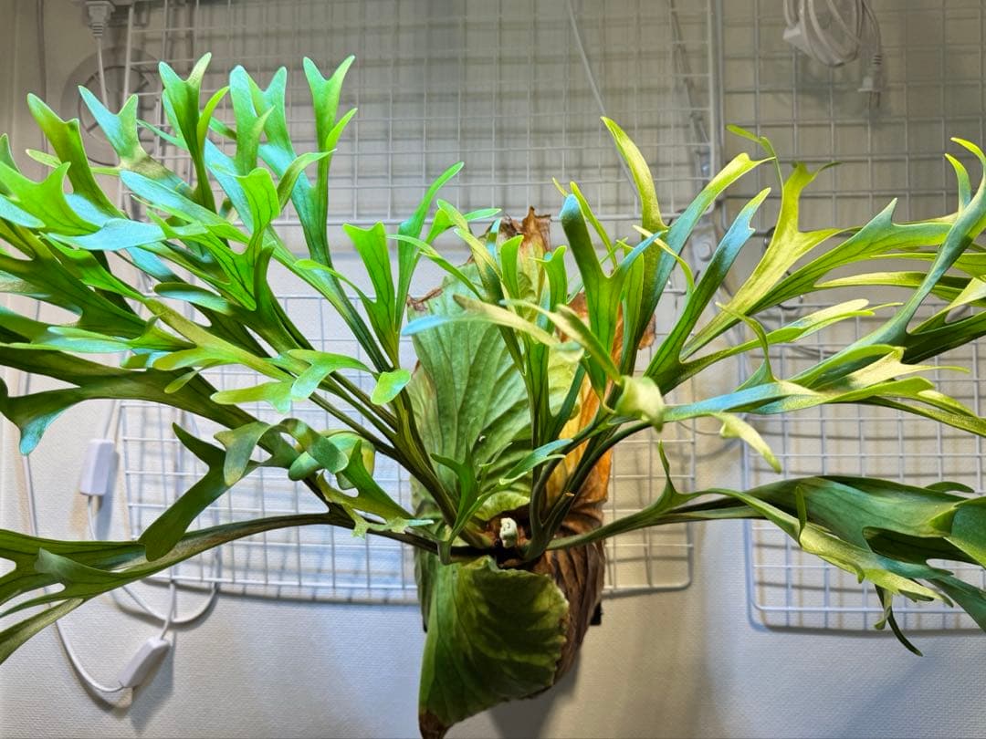 キッチャクード　立葉　リドレイ寄り