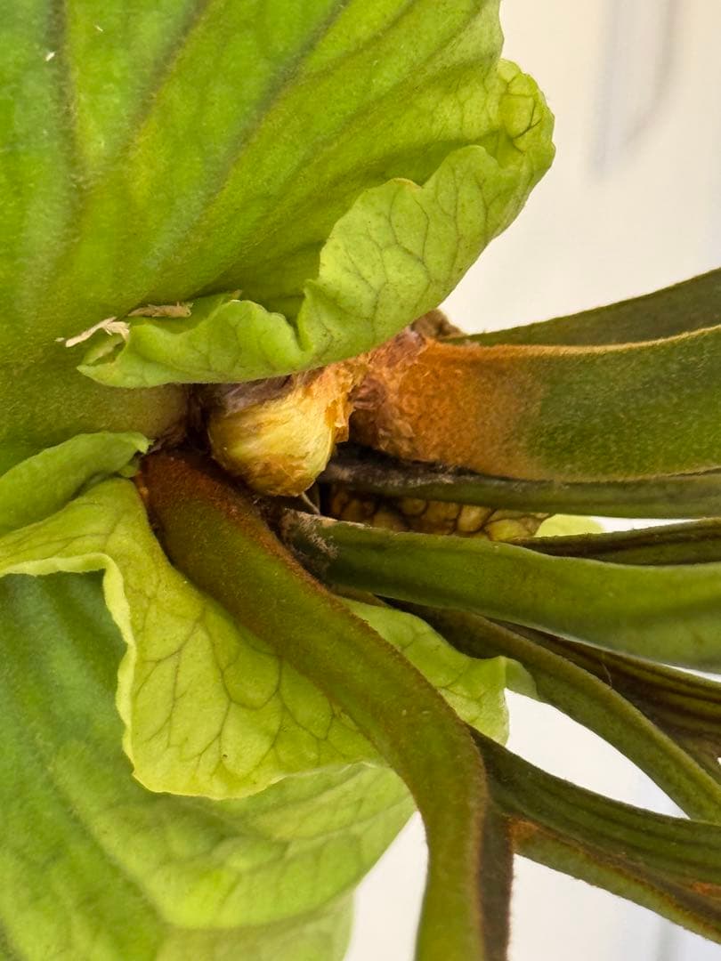 キッチャクード　立葉　リドレイ寄り