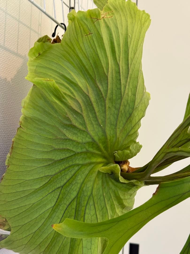 キッチャクード　立葉　リドレイ寄り