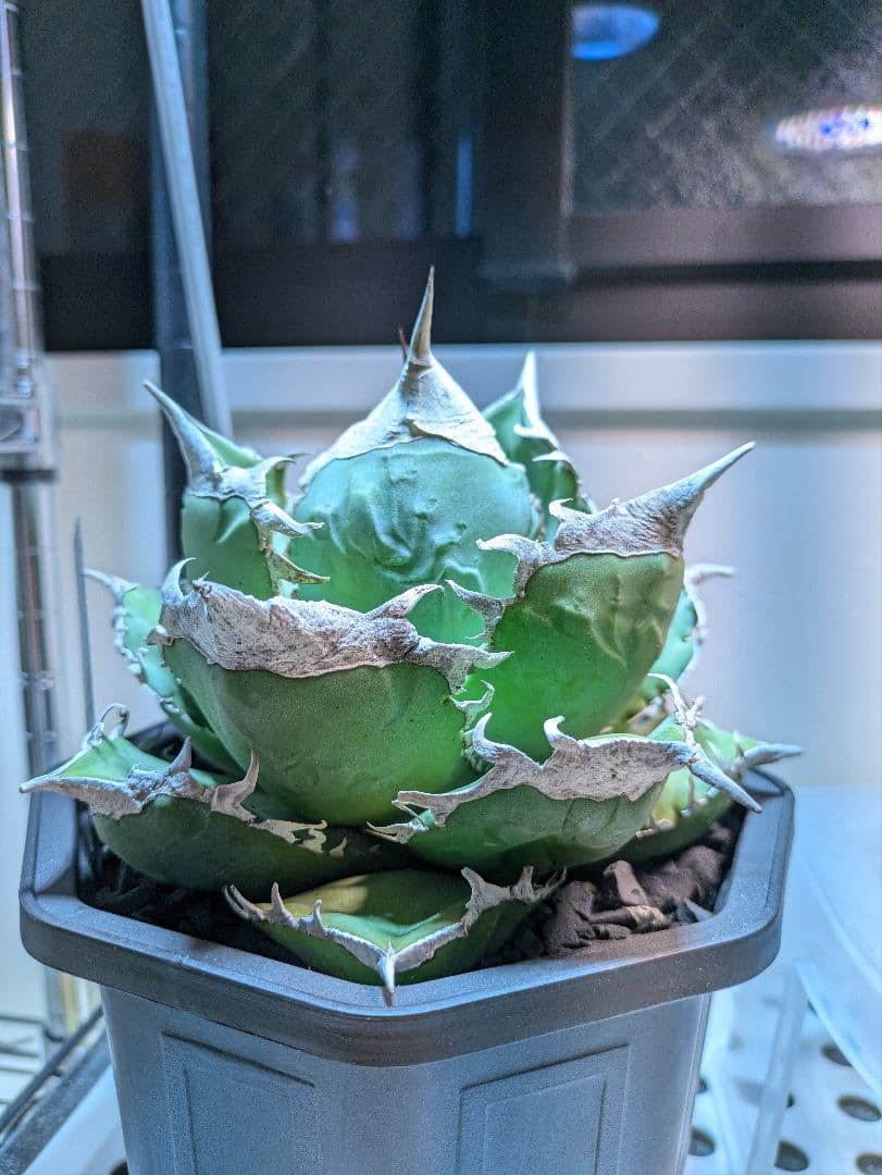 M.M HIDE　SAD　南アフリカダイヤモンド