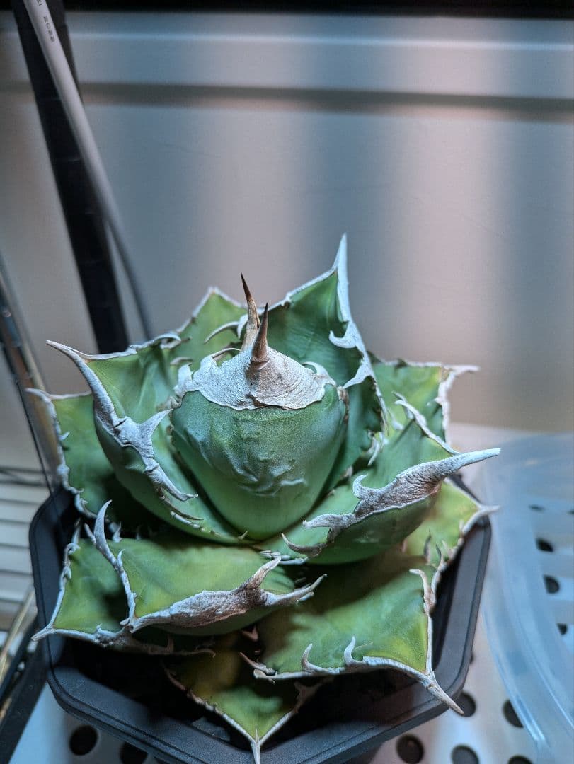 M.M HIDE　SAD　南アフリカダイヤモンド