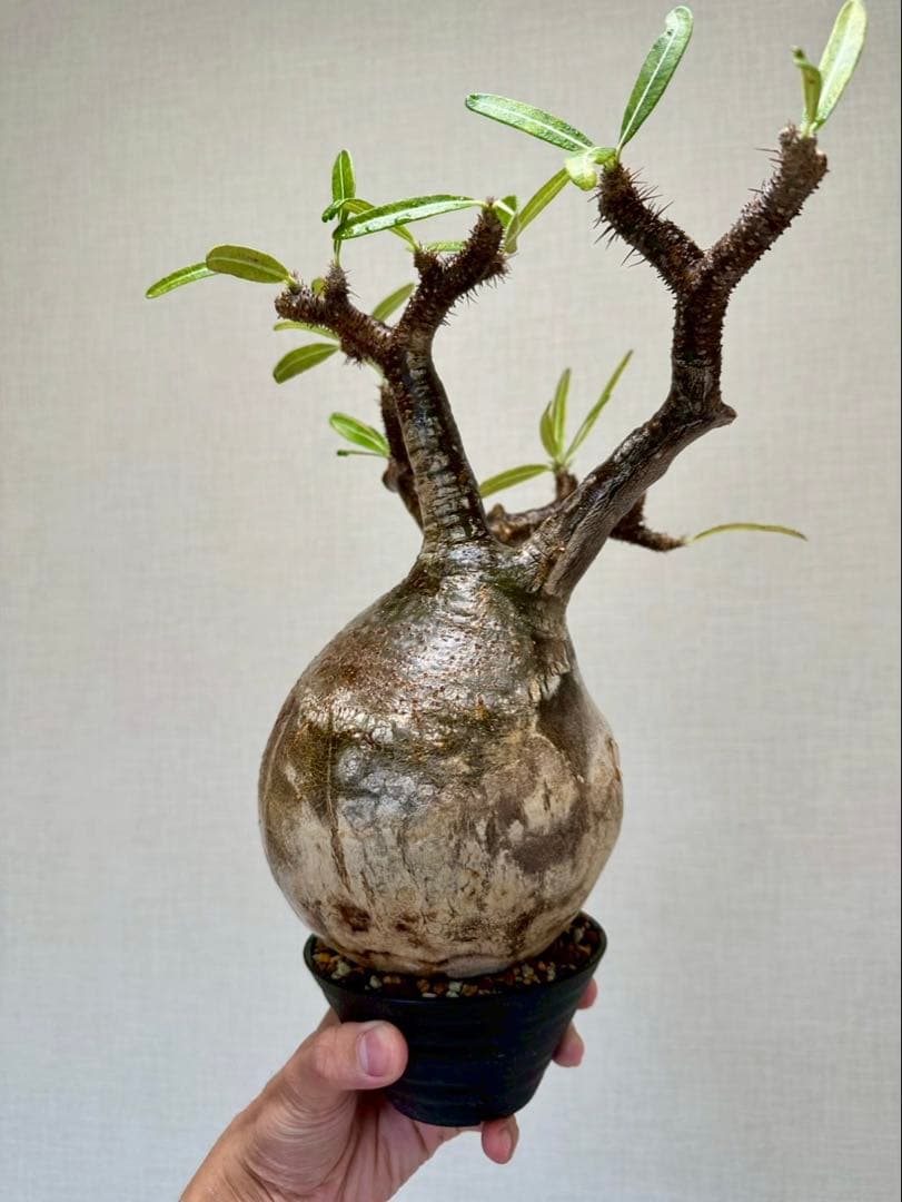 R　パキポディウム グラキリス 大株 16cm 丸株 茶肌 白肌