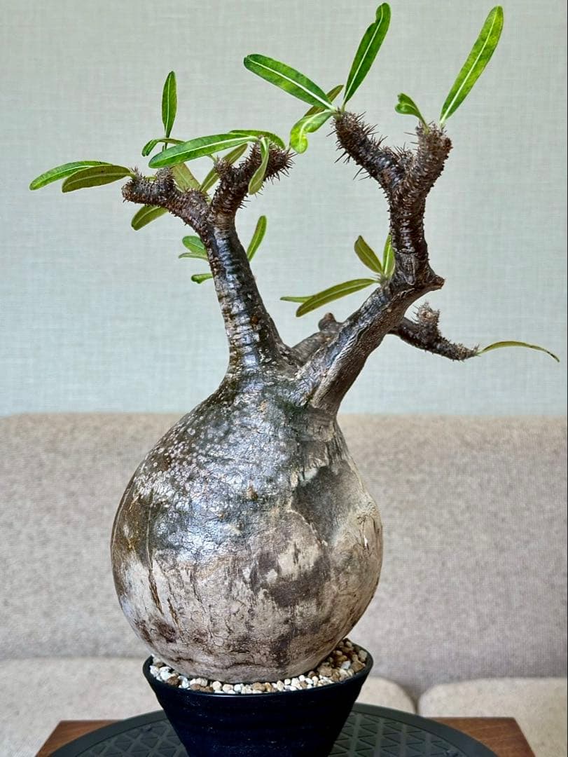 R　パキポディウム グラキリス 大株 16cm 丸株 茶肌 白肌