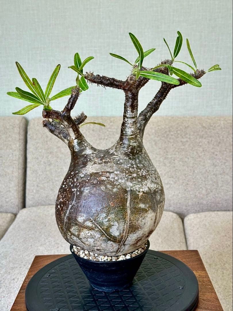 R　パキポディウム グラキリス 大株 16cm 丸株 茶肌 白肌