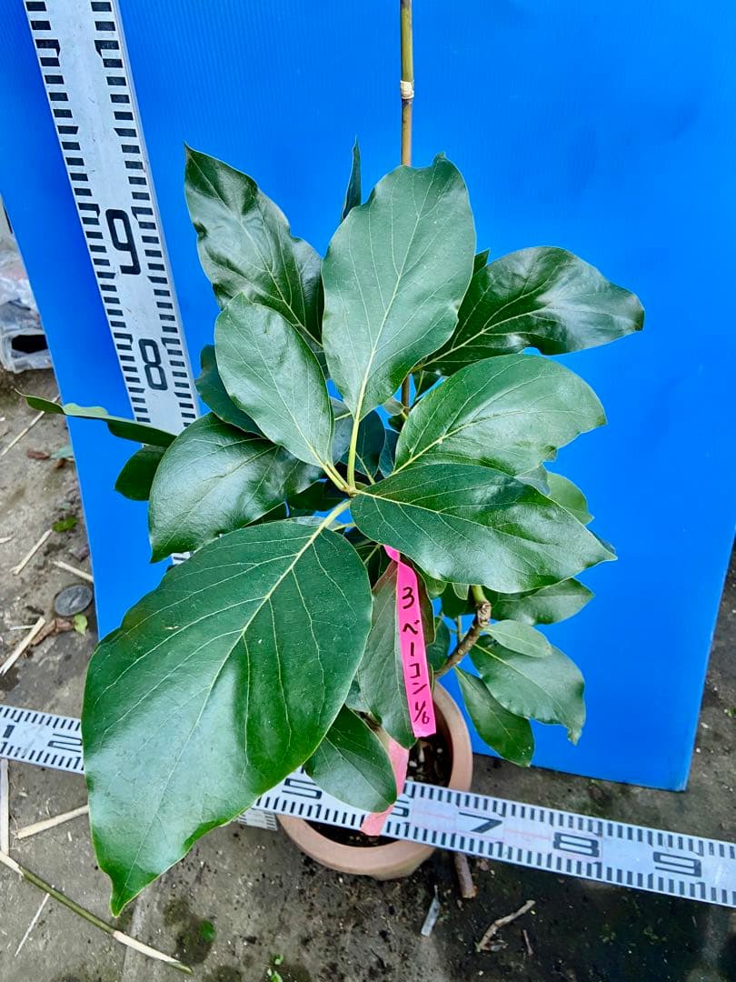 くろ❸アボカド（ベーコン）接木苗