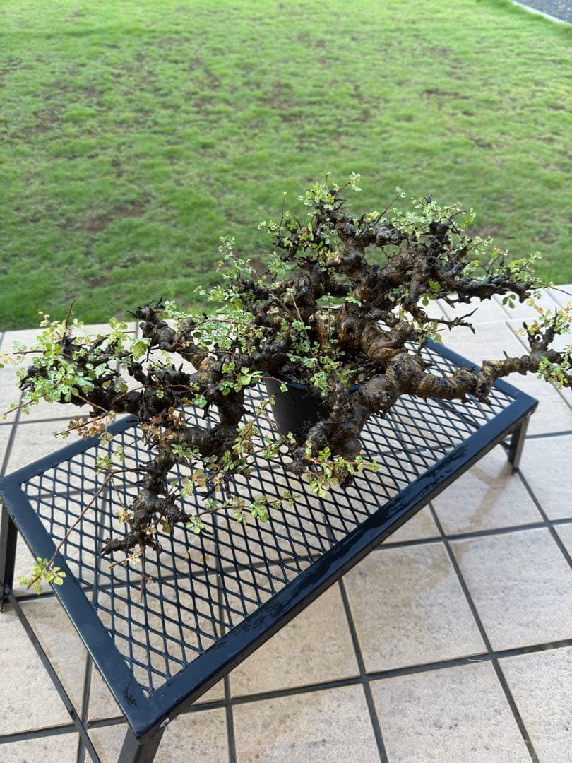 コミフォラエイル　現地球