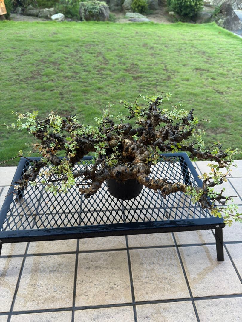 コミフォラエイル　現地球