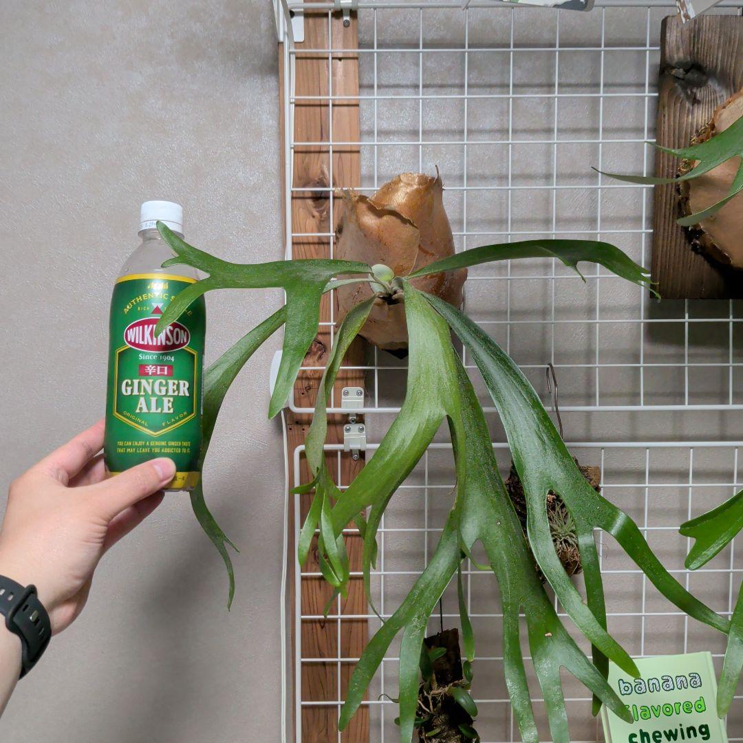 【2株半額・3株目無料】P. Fujin 風神 フージン ビカクシダ