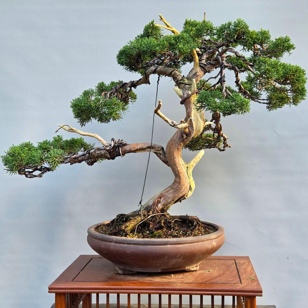 真柏　[舎利幹模様木]　大品盆栽