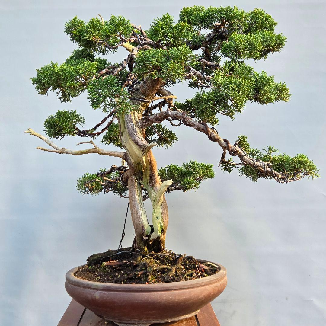 真柏　[舎利幹模様木]　大品盆栽