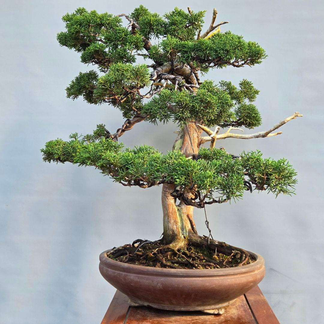 真柏　[舎利幹模様木]　大品盆栽
