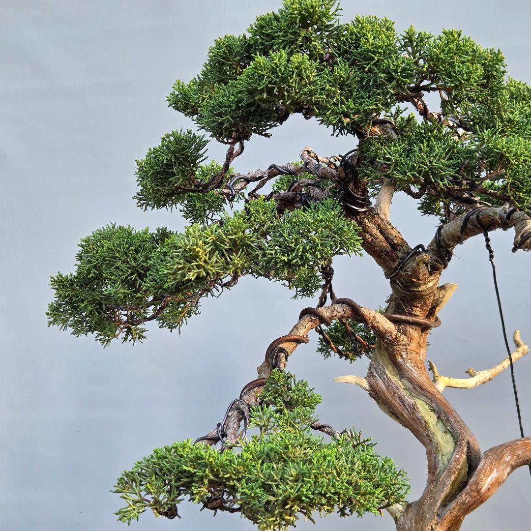 真柏　[舎利幹模様木]　大品盆栽