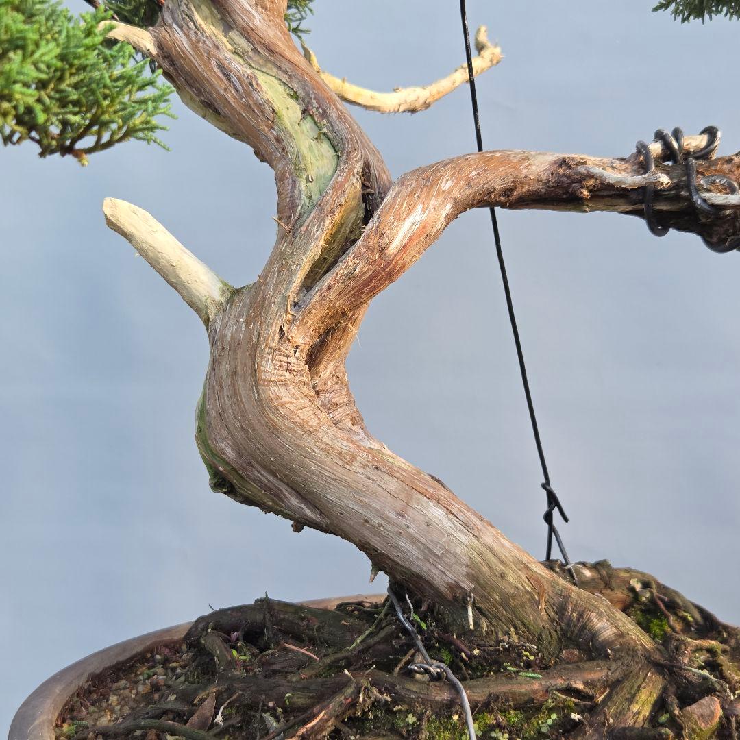 真柏　[舎利幹模様木]　大品盆栽