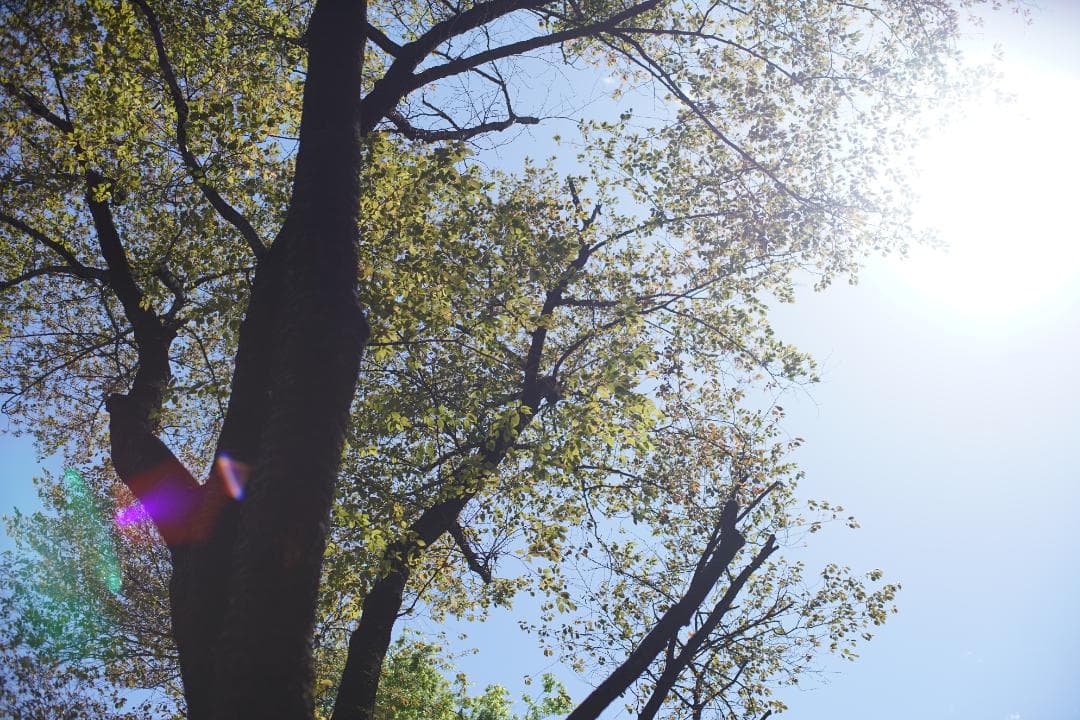 マロン様　Nikon ai nikkor 50mm f/1.2