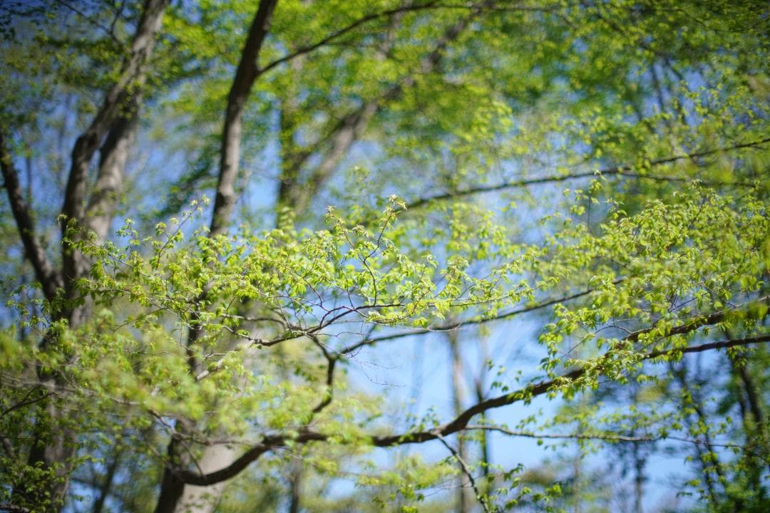 マロン様　Nikon ai nikkor 50mm f/1.2