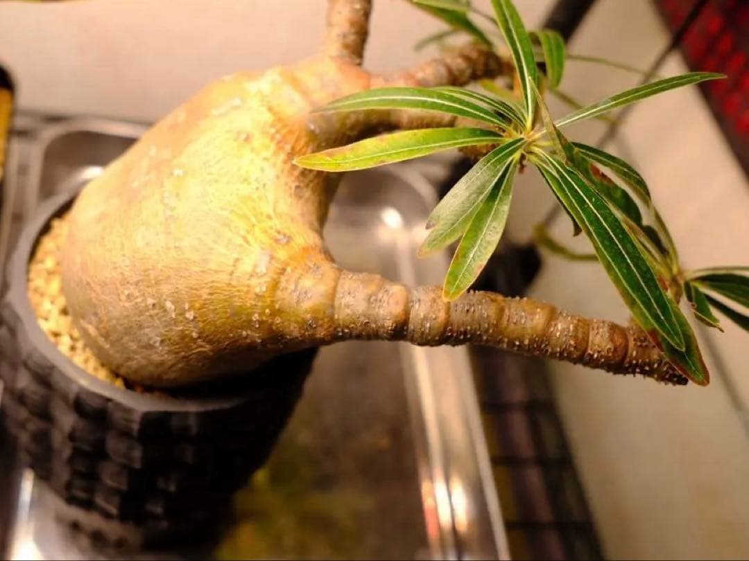 現地球　グラキリス　発根済み　送料込み