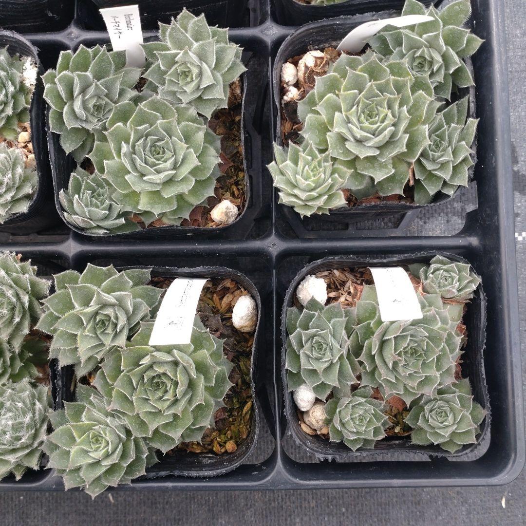 1ポット410円〜 センペルビウム26年1月 その1