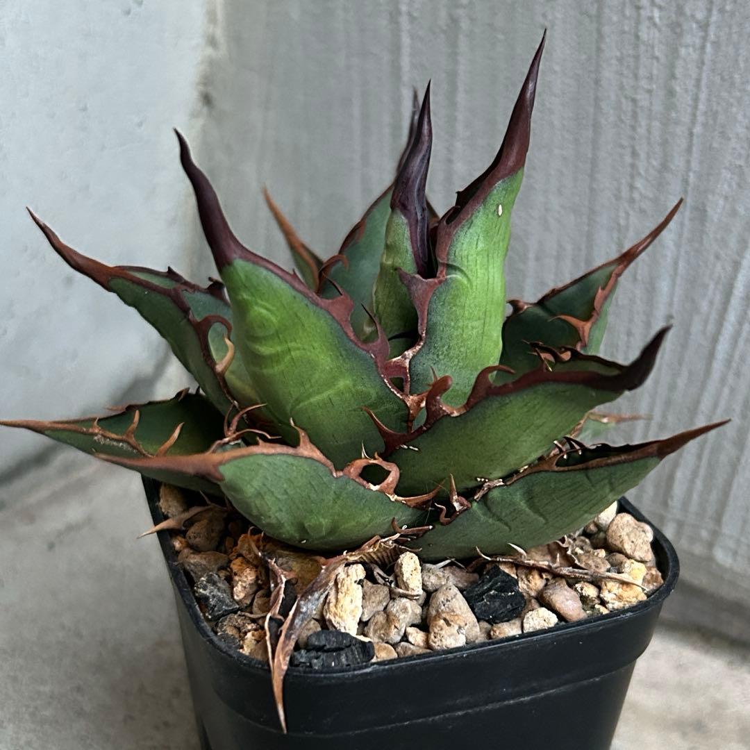 親株 アガベ ハイブリッド キシロナカンサ × コロラータ agave キシコロ