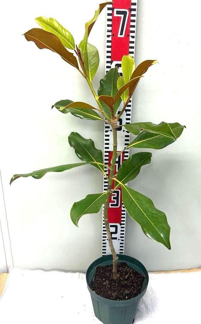 42. ケイパレス マグノリア 泰山木 タイサンボク 苗 苗木 小型品種