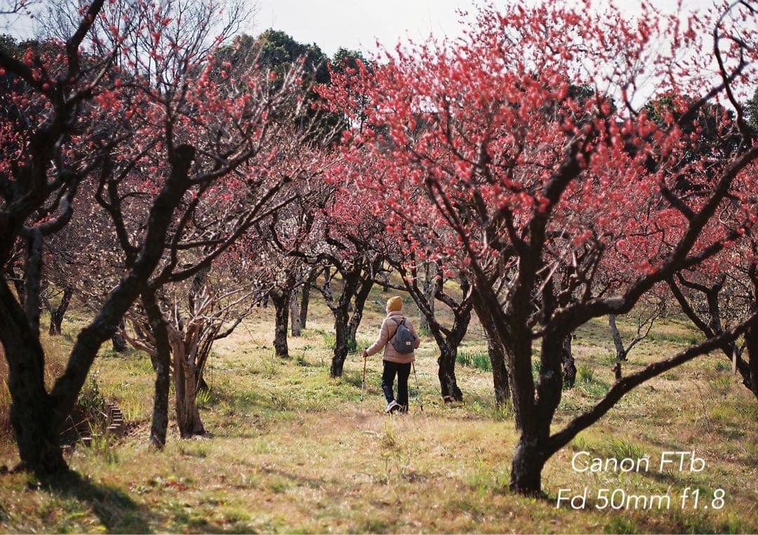 CanonFTbレンズセット★完動品＊美品＊初期保証★作例多数