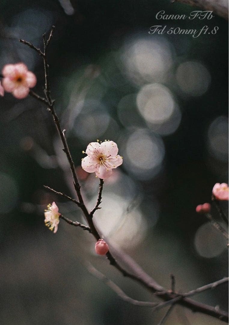 CanonFTbレンズセット★完動品＊美品＊初期保証★作例多数