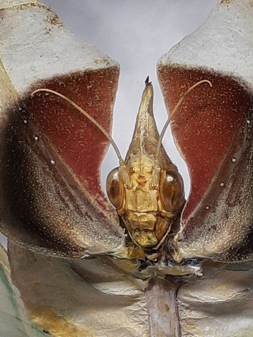 ニセハナマオウカマキリ雌　立体標本