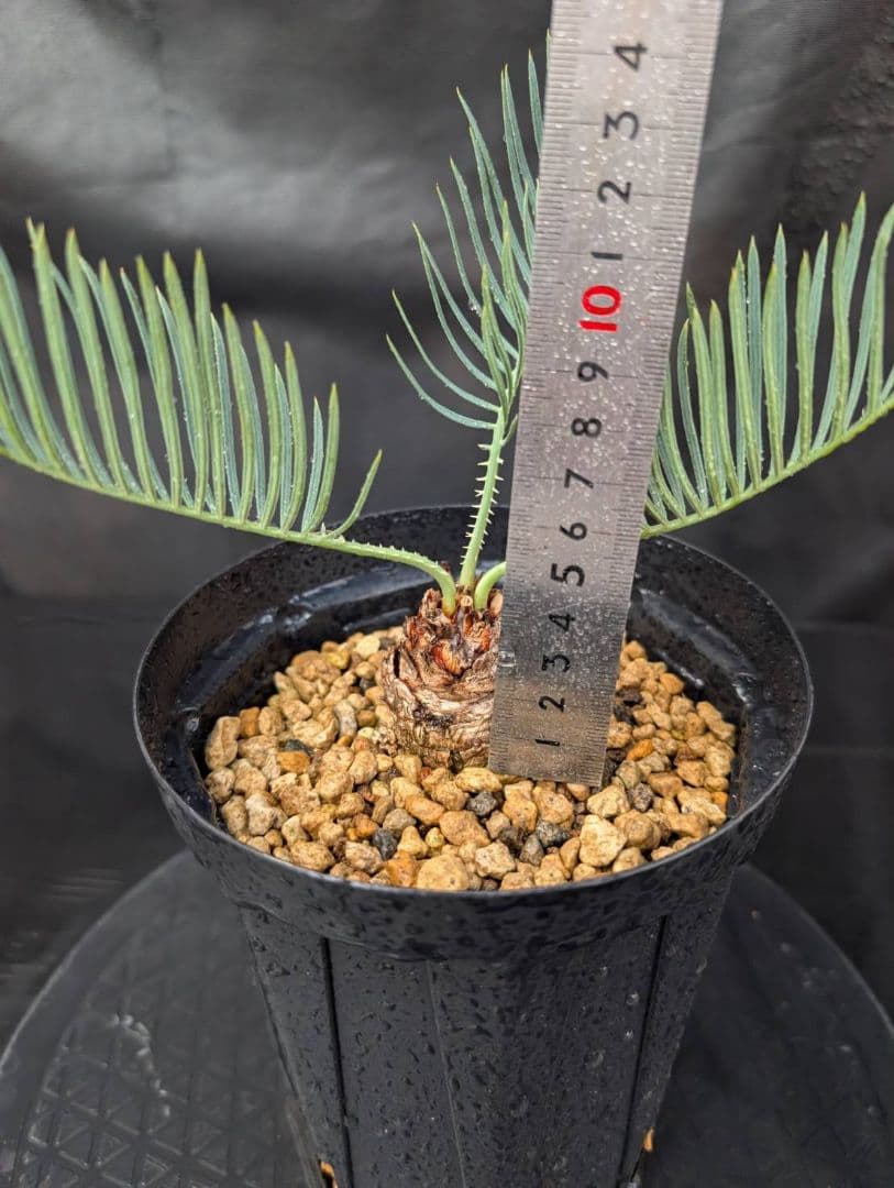 決算創業祭 お買い得 サイカスカイルンシアナ ドワーフ 過去最安