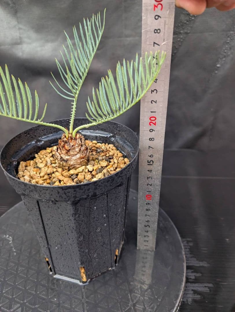 決算創業祭 お買い得 サイカスカイルンシアナ ドワーフ 過去最安