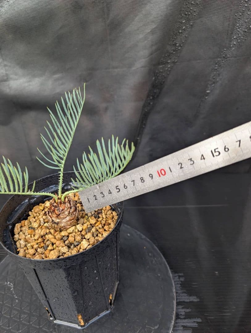 決算創業祭 お買い得 サイカスカイルンシアナ ドワーフ 過去最安