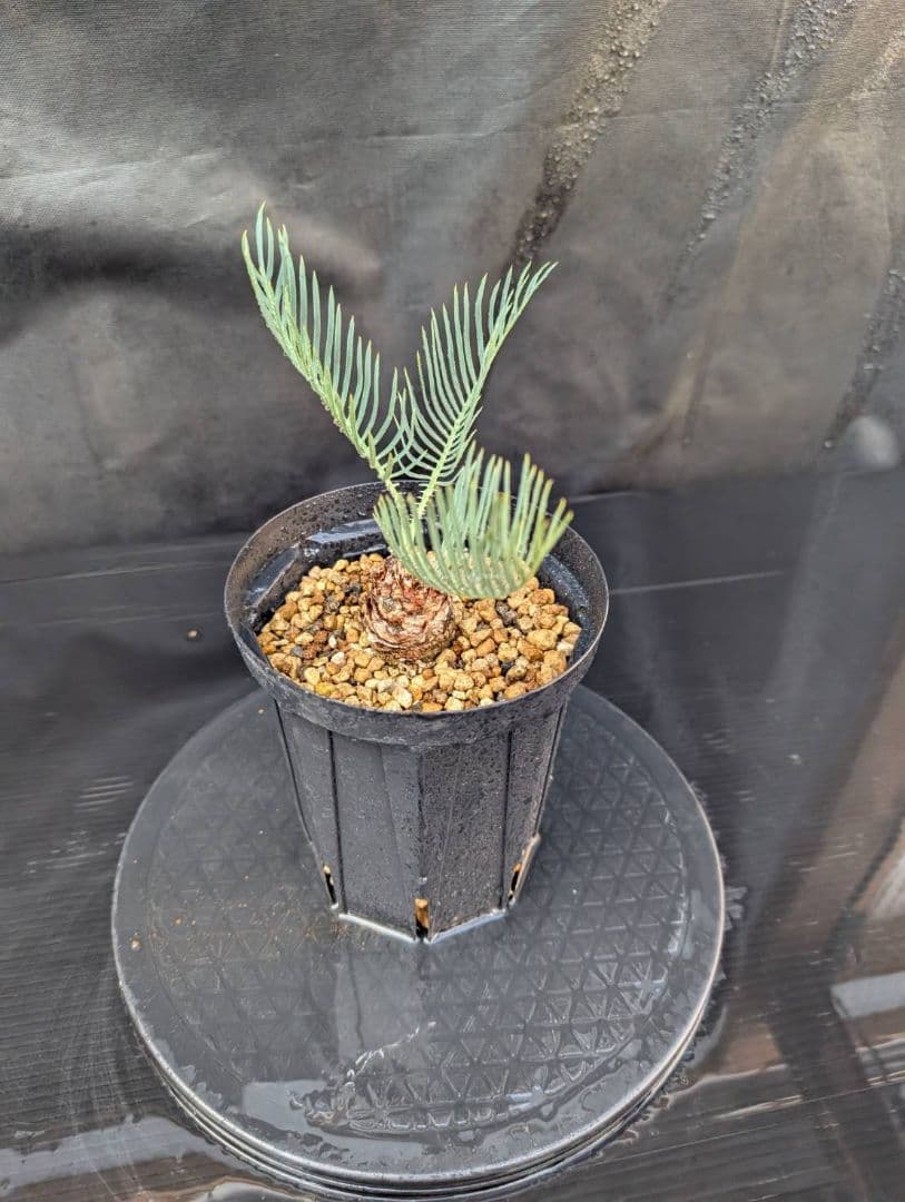 決算創業祭 お買い得 サイカスカイルンシアナ ドワーフ 過去最安