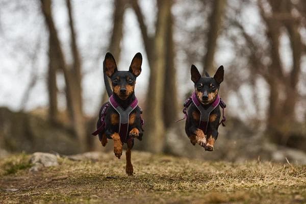 Non-stop dogwear ノンストップドッグウェア ラインハーネス
