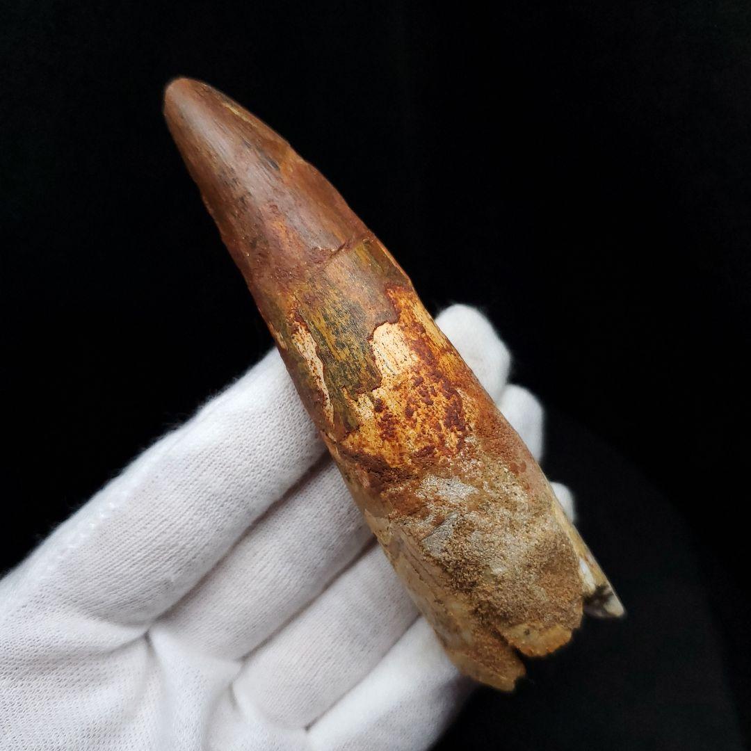 美品 スピノサウルス 本物 モロッコ産 94.41mm  sp435