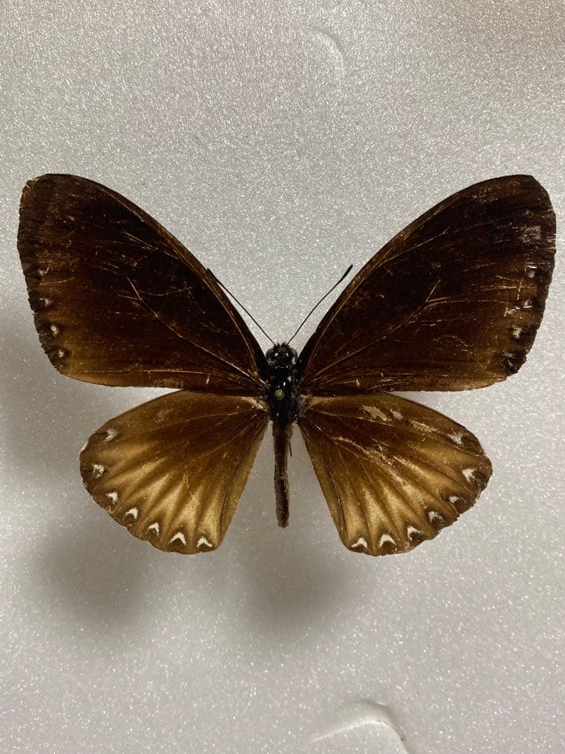 【ペア】パラドクサ（インドネシア・ジャワ島）