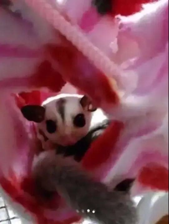 モモンガハウス（うさぎとヤギ）ピンク   秋（夏）春仕様  1850円