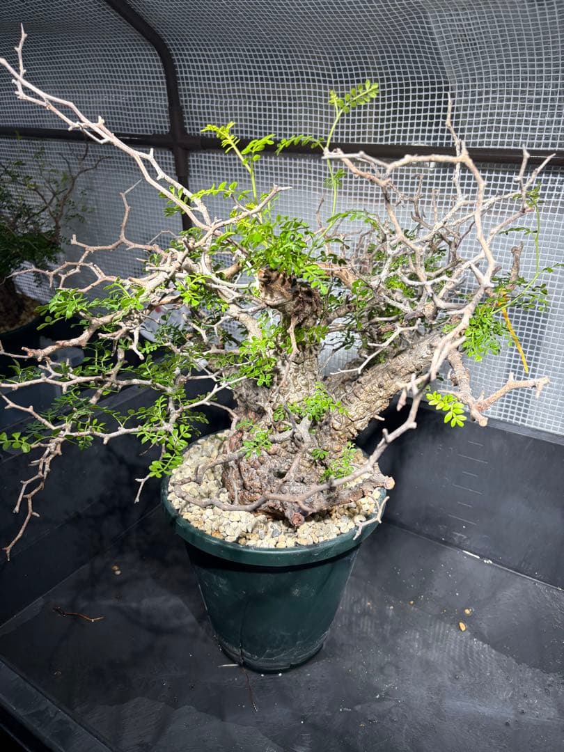 極上株 （パキプス） 大株／発根済／枝ぶり良好／発色・葉状態◎