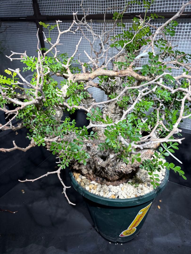 極上株 （パキプス） 大株／発根済／枝ぶり良好／発色・葉状態◎