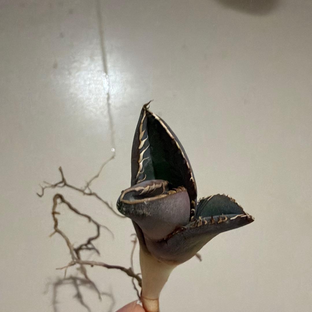 アガベ 実生 特選 選抜個体 台湾実生 ジャガーノート風