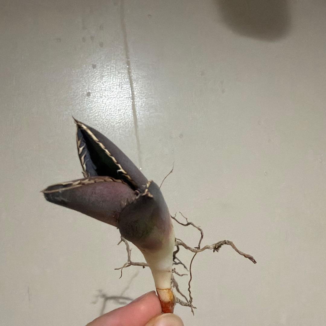 アガベ 実生 特選 選抜個体 台湾実生 ジャガーノート風