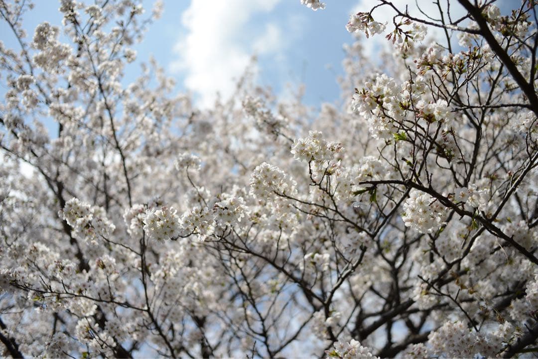 Nikon FM フィルム一眼レフNIKKOR 35mm f/2 他付属