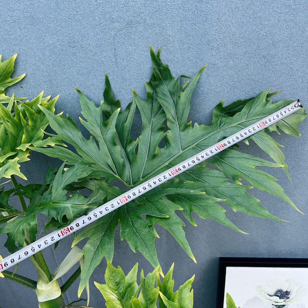 ［現品］【希少】1番　フィロデンドロン　ワルセウィッチー　8号　観葉植物　レア