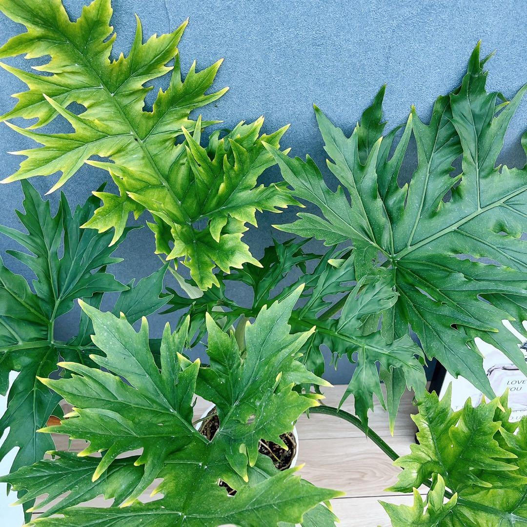 ［現品］【希少】1番　フィロデンドロン　ワルセウィッチー　8号　観葉植物　レア