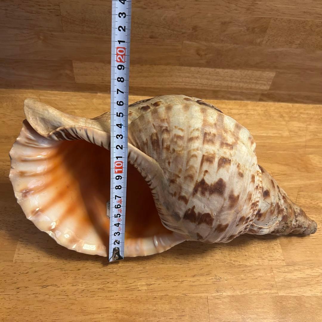 希少　天然巻貝　置物 大きめ　約33cm