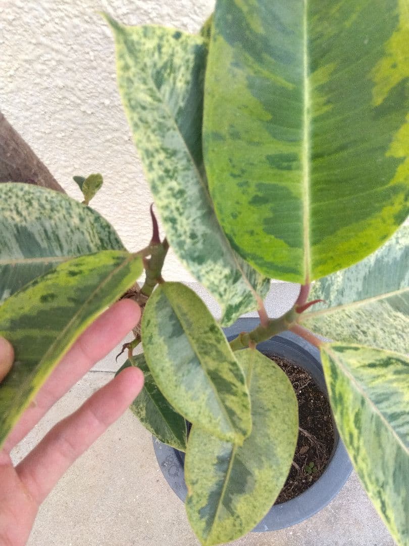 フィカス　ジン　斑入り　8号鉢つき　極上斑❗