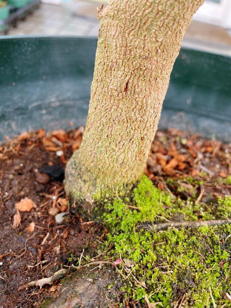 エバーフレッシュ　自然樹形　大型　引き取り希望