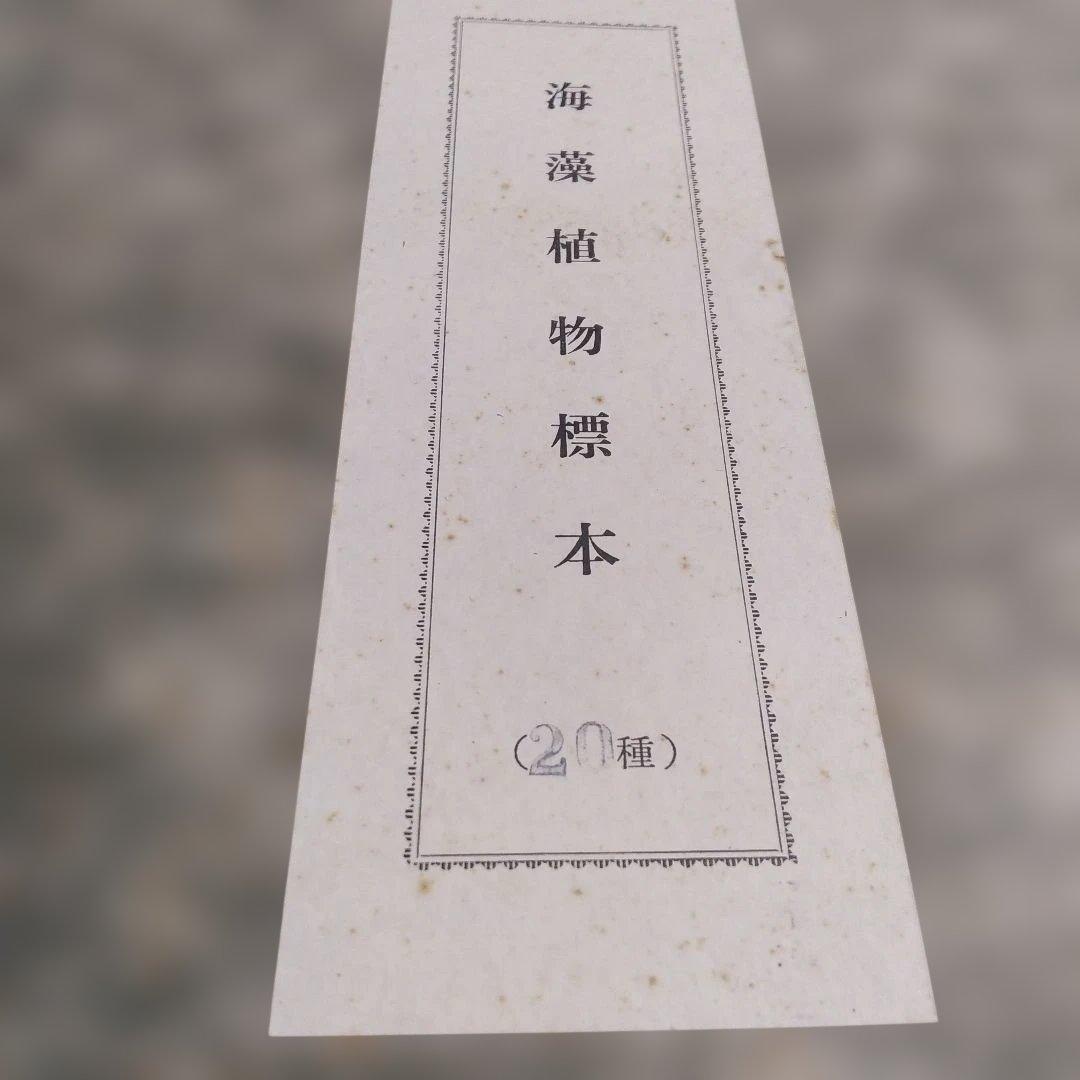 珍品　計39枚　薬用植物標本 　海藻植物標本　コレクション　アンティーク