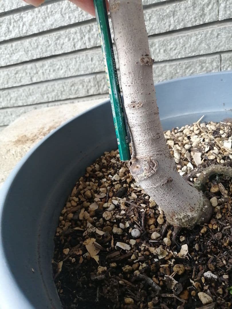 イスラエル 5年生 イチジク　10号鉢 鉢ごと発送