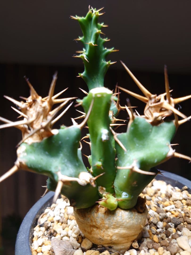 ユーフォルビア クラビゲラ 実生